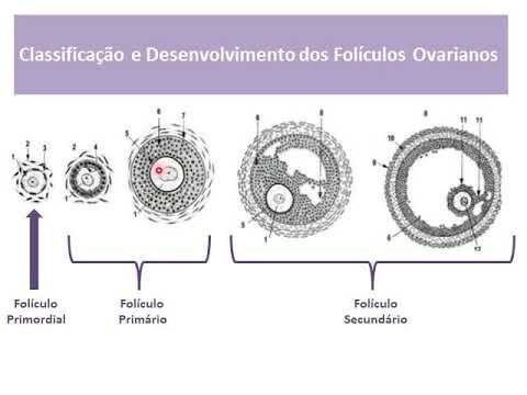 Entendendo a Formação Antral: Processos e Implicações
