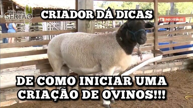 Guia Prático para Criar Borregos Manualmente