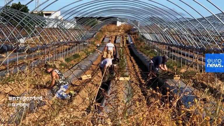 A Revolução da Apanha da Fruta Estrangeira