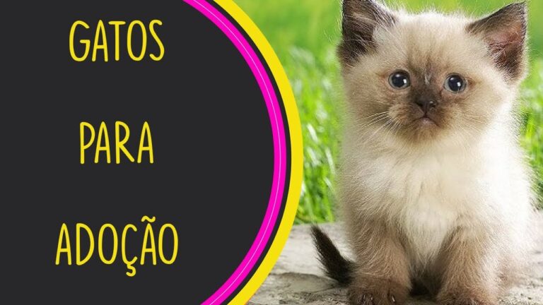 Adoção de Gatos Bebês: Encontre Seu Novo Amigo Fiel