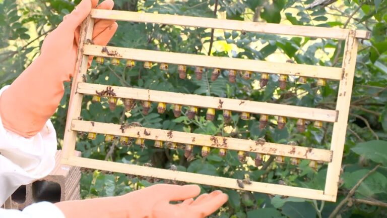 Colmeias de Abelhas &agrave; Venda: Oportunidades para Apicultores