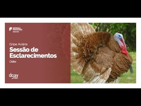 Inovações na Divisão de Alimentação e Veterinária do Porto